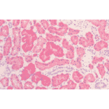 Immunohistochemistry - Anti-HSP60 Antibody [LK2] (A305090) - Antibodies.com