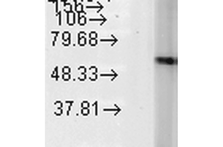 Western Blot - Anti-HSP60 Antibody [LK2] (A305090) - Antibodies.com
