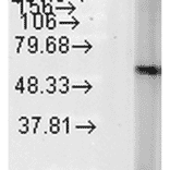 Western Blot - Anti-HSP60 Antibody [LK2] (A305090) - Antibodies.com