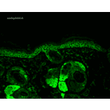 Immunohistochemistry - Anti-HSP60 Antibody [LK2] (A305090) - Antibodies.com