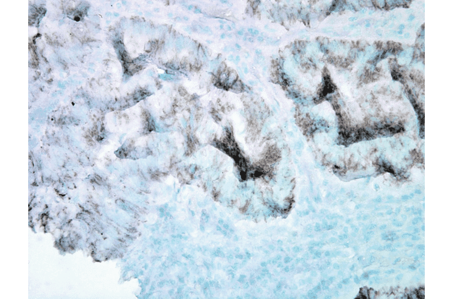 Immunohistochemistry - Anti-HSP60 Antibody [LK2] (A305090) - Antibodies.com