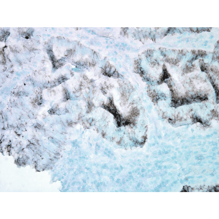 Immunohistochemistry - Anti-HSP60 Antibody [LK2] (A305090) - Antibodies.com