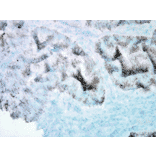 Immunohistochemistry - Anti-HSP60 Antibody [LK2] (A305090) - Antibodies.com