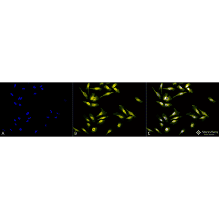 Immunocytochemistry/Immunofluorescence - Anti-Calreticulin Antibody (A305091) - Antibodies.com