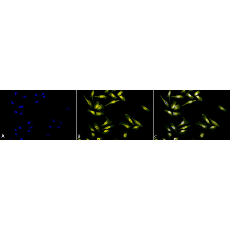 Immunocytochemistry/Immunofluorescence - Anti-Calreticulin Antibody (A305091) - Antibodies.com