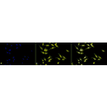 Immunocytochemistry/Immunofluorescence - Anti-Calreticulin Antibody (A305091) - Antibodies.com