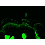 Immunohistochemistry - Anti-Calreticulin Antibody (A305091) - Antibodies.com