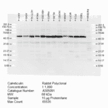 Western Blot - Anti-Calreticulin Antibody (A305091) - Antibodies.com