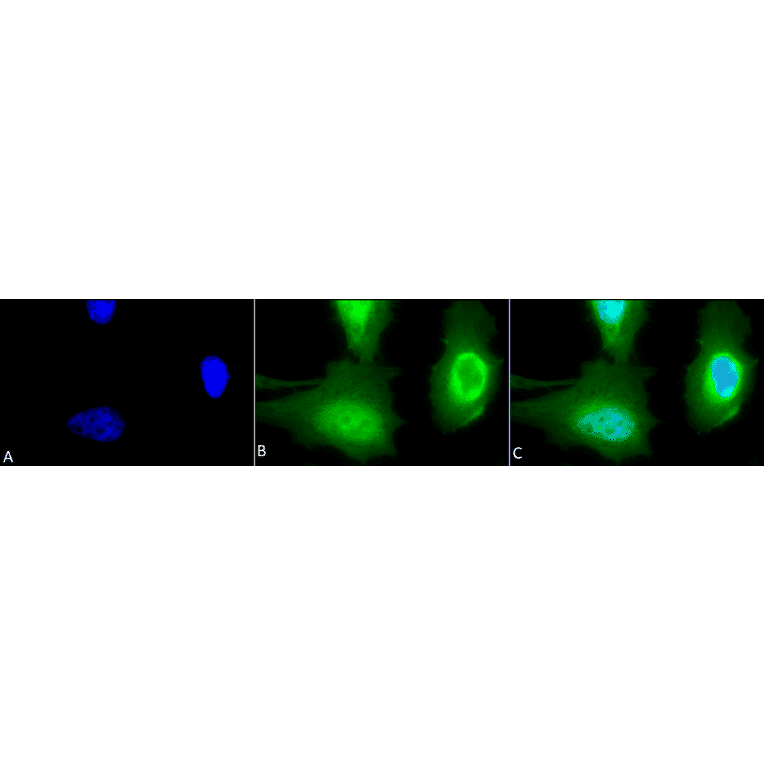 Immunocytochemistry/Immunofluorescence - Anti-Calreticulin Antibody (A305091) - Antibodies.com