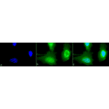 Immunocytochemistry/Immunofluorescence - Anti-Calreticulin Antibody (A305091) - Antibodies.com