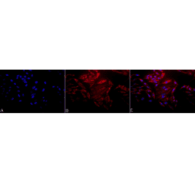 Immunocytochemistry/Immunofluorescence - Anti-HSP60 Antibody (A305092) - Antibodies.com
