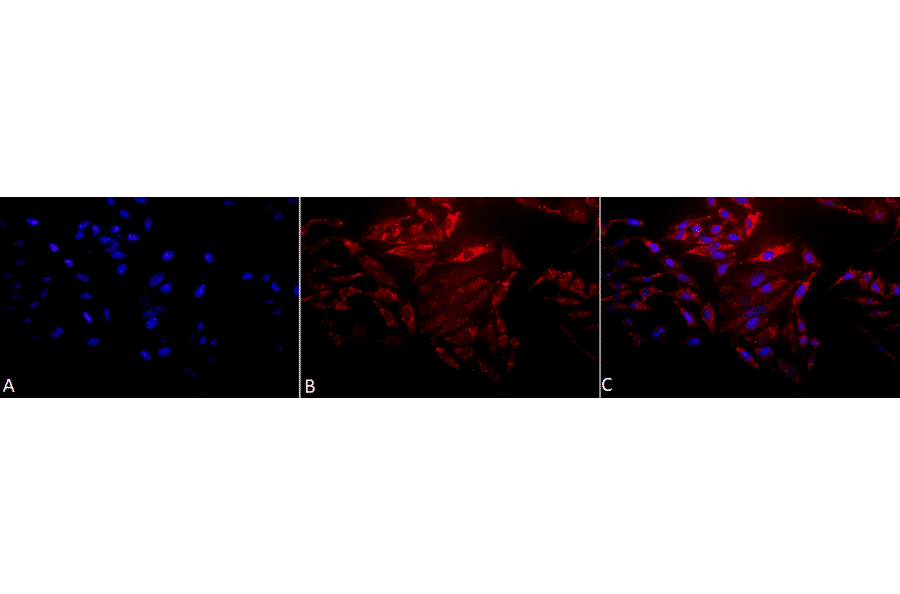 Immunocytochemistry/Immunofluorescence - Anti-HSP60 Antibody (A305092) - Antibodies.com