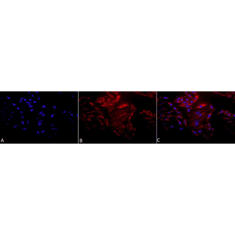 Immunocytochemistry/Immunofluorescence - Anti-HSP60 Antibody (A305092) - Antibodies.com