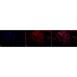 Immunocytochemistry/Immunofluorescence - Anti-HSP60 Antibody (A305092) - Antibodies.com