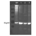 Western Blot - Anti-HSP60 Antibody (A305092) - Antibodies.com
