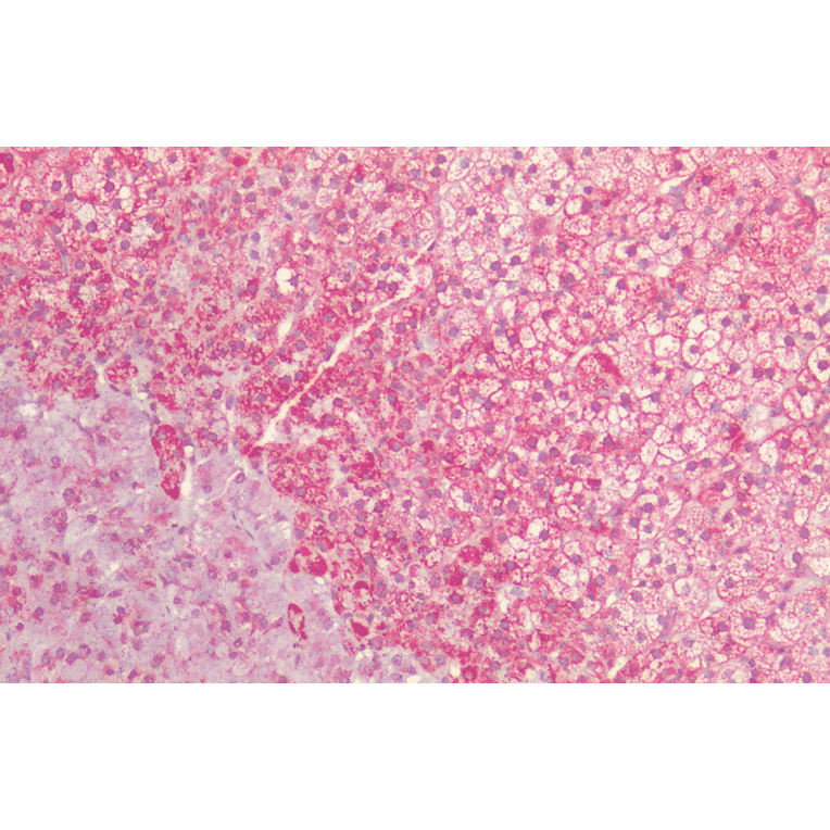 Immunohistochemistry - Anti-HSP60 Antibody (A305092) - Antibodies.com