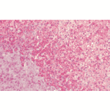 Immunohistochemistry - Anti-HSP60 Antibody (A305092) - Antibodies.com