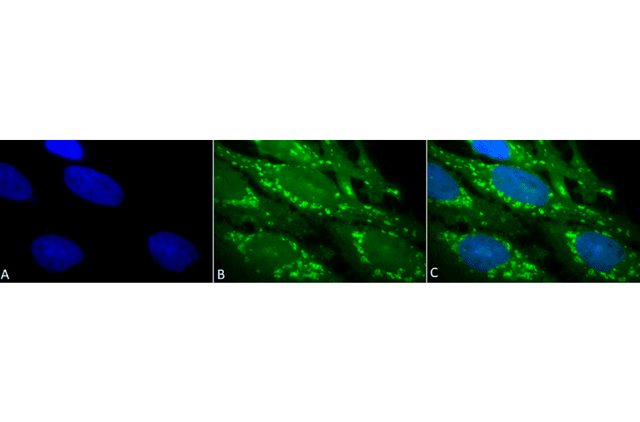Immunocytochemistry/Immunofluorescence - Anti-HSP60 Antibody (A305092) - Antibodies.com