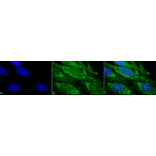 Immunocytochemistry/Immunofluorescence - Anti-HSP60 Antibody (A305092) - Antibodies.com