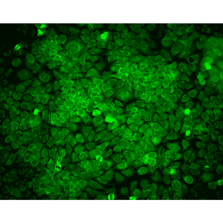 Immunocytochemistry/Immunofluorescence - Anti-ERp57 Antibody [Map.ERp57] (A305093) - Antibodies.com