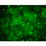 Immunocytochemistry/Immunofluorescence - Anti-ERp57 Antibody [Map.ERp57] (A305093) - Antibodies.com