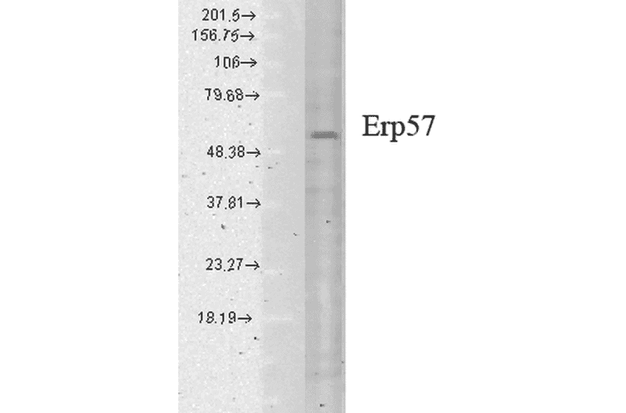 Western Blot - Anti-ERp57 Antibody [Map.ERp57] (A305093) - Antibodies.com