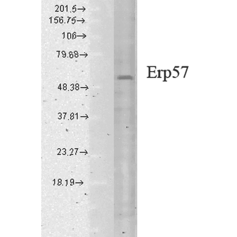 Western Blot - Anti-ERp57 Antibody [Map.ERp57] (A305093) - Antibodies.com