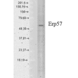 Western Blot - Anti-ERp57 Antibody [Map.ERp57] (A305093) - Antibodies.com