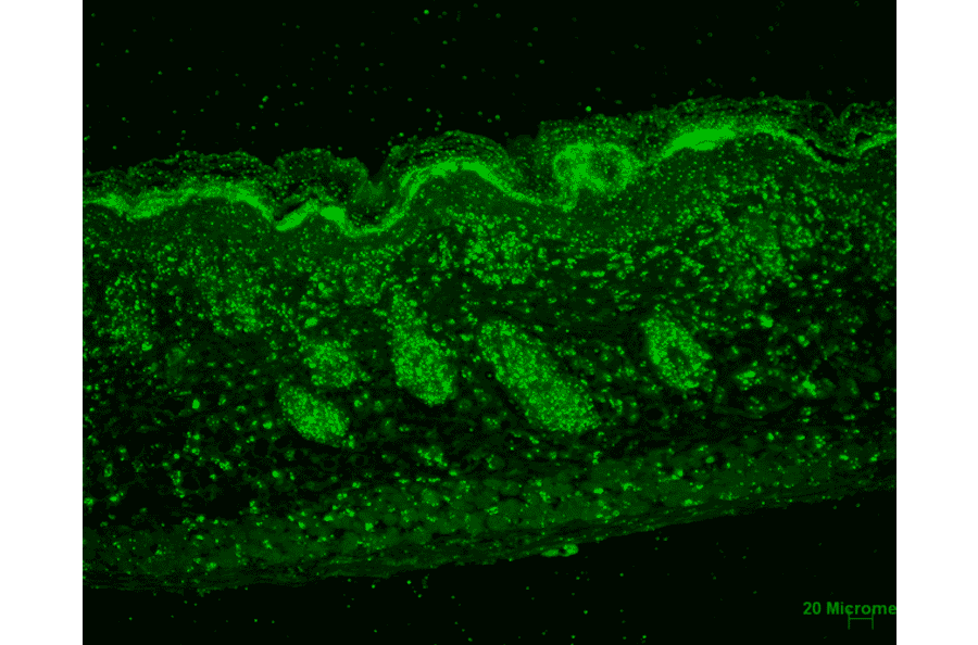 Immunohistochemistry - Anti-ERp57 Antibody [Map.ERp57] (A305093) - Antibodies.com