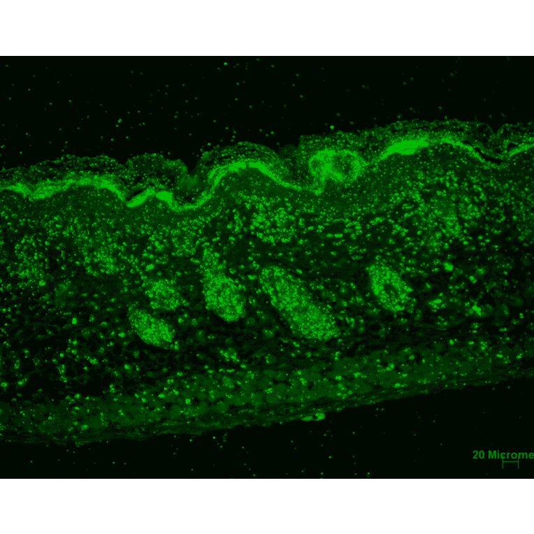 Immunohistochemistry - Anti-ERp57 Antibody [Map.ERp57] (A305093) - Antibodies.com