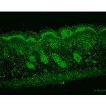 Immunohistochemistry - Anti-ERp57 Antibody [Map.ERp57] (A305093) - Antibodies.com