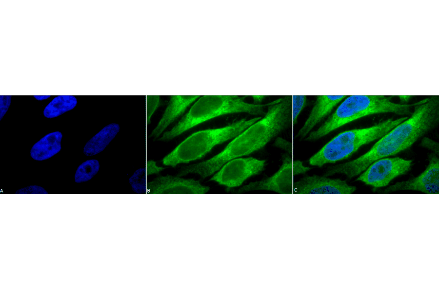 Immunocytochemistry/Immunofluorescence - Anti-ERp57 Antibody [Map.ERp57] (A305093) - Antibodies.com