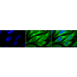 Immunocytochemistry/Immunofluorescence - Anti-ERp57 Antibody [Map.ERp57] (A305093) - Antibodies.com