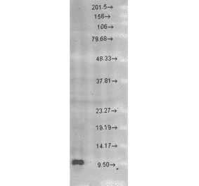 Western Blot - Anti-EPF Antibody (A305094) - Antibodies.com