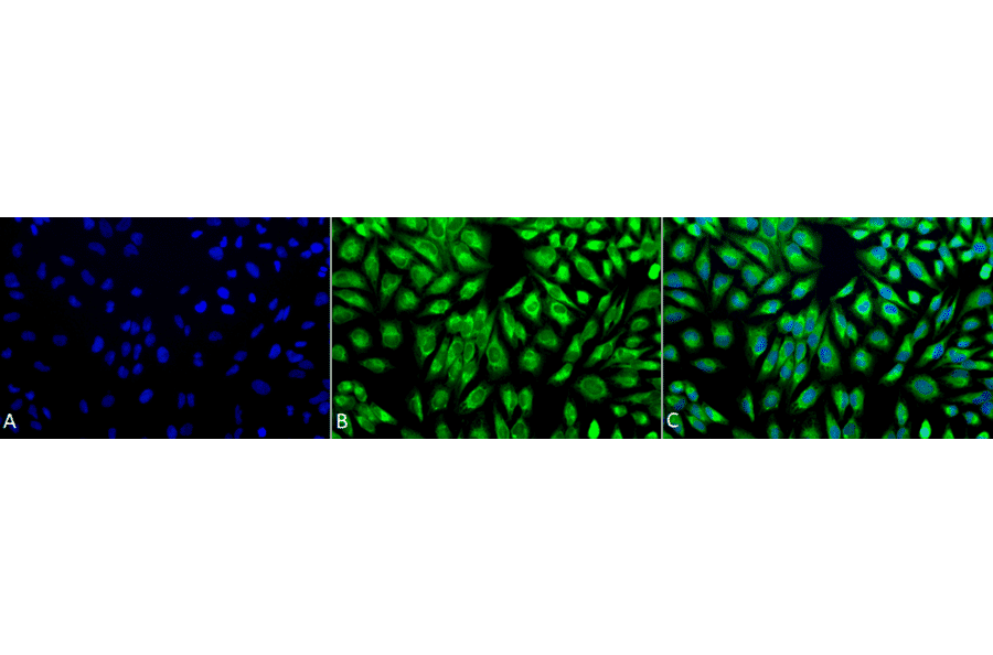Immunocytochemistry/Immunofluorescence - Anti-PDIA2 / PDIP Antibody (A305095) - Antibodies.com