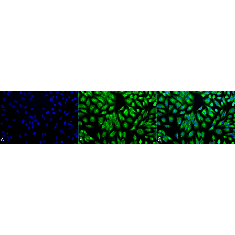 Immunocytochemistry/Immunofluorescence - Anti-PDIA2 / PDIP Antibody (A305095) - Antibodies.com