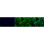 Immunocytochemistry/Immunofluorescence - Anti-PDIA2 / PDIP Antibody (A305095) - Antibodies.com