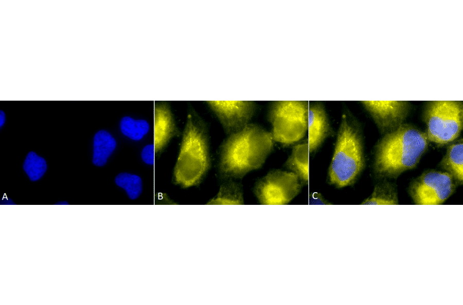 Immunocytochemistry/Immunofluorescence - Anti-PDIA2 / PDIP Antibody (A305095) - Antibodies.com