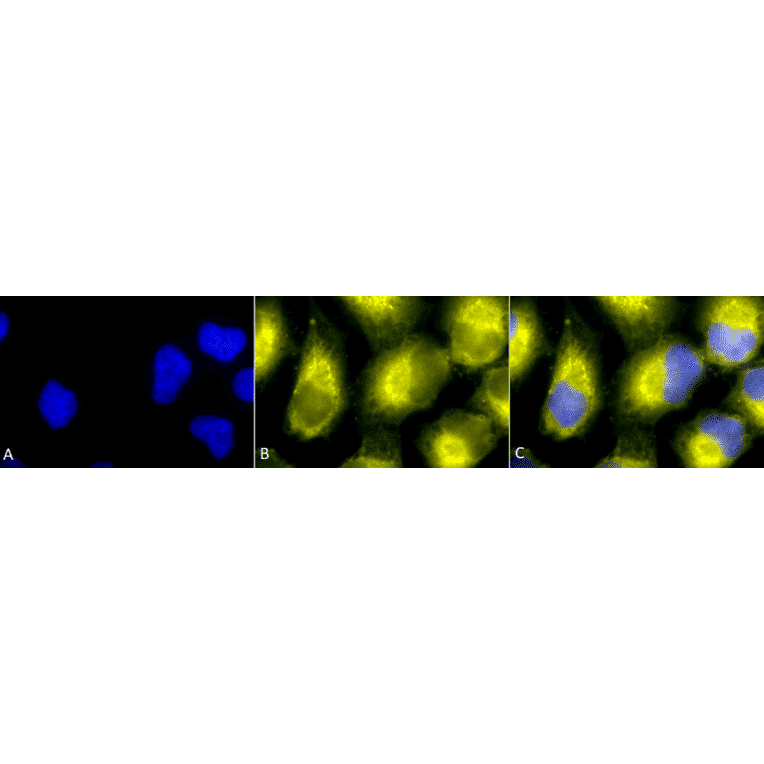 Immunocytochemistry/Immunofluorescence - Anti-PDIA2 / PDIP Antibody (A305095) - Antibodies.com