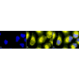 Immunocytochemistry/Immunofluorescence - Anti-PDIA2 / PDIP Antibody (A305095) - Antibodies.com