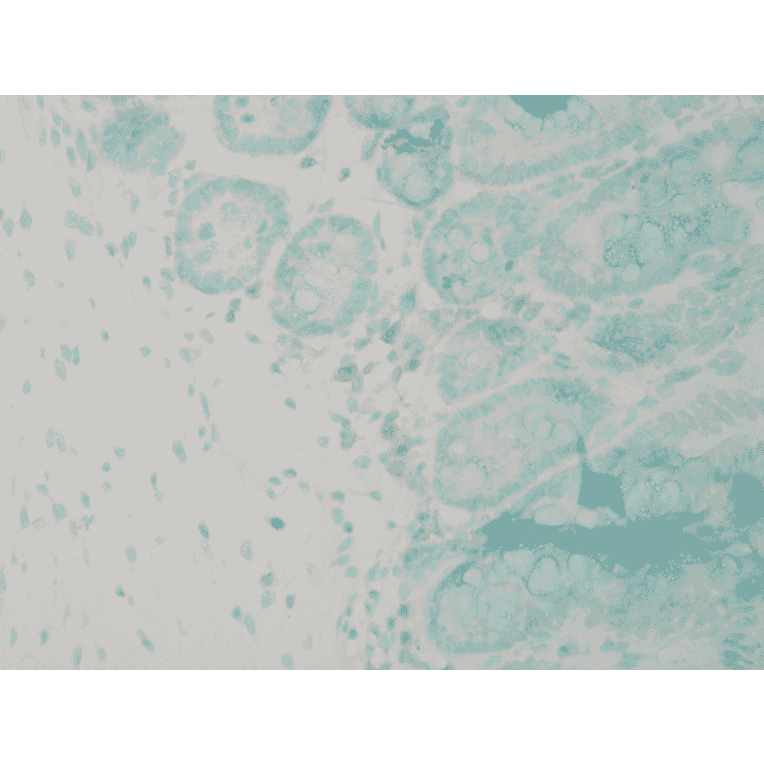 Immunohistochemistry - Anti-Calnexin Antibody (A305097) - Antibodies.com