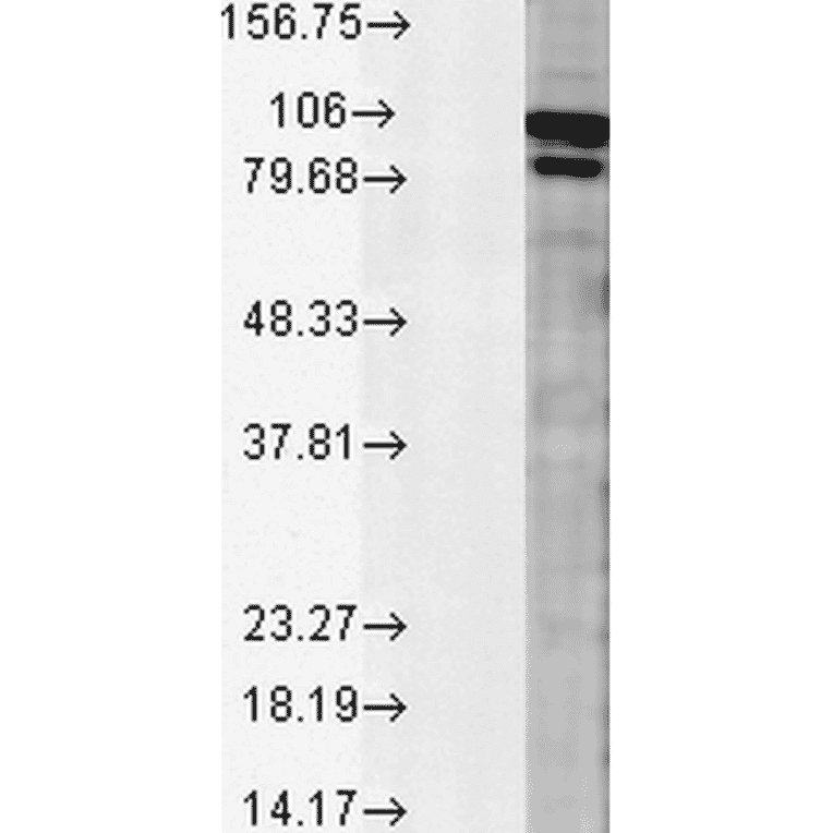 Western Blot - Anti-Calnexin Antibody (A305097) - Antibodies.com
