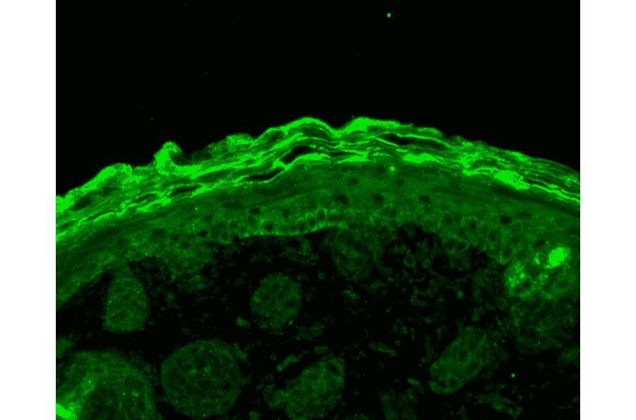 Immunohistochemistry - Anti-Calnexin Antibody (A305097) - Antibodies.com
