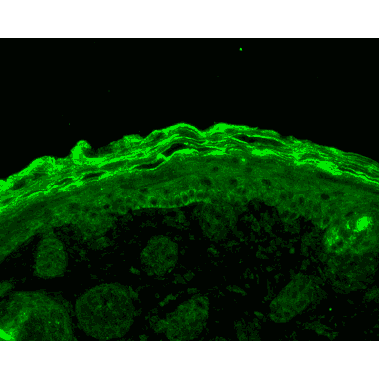 Immunohistochemistry - Anti-Calnexin Antibody (A305097) - Antibodies.com