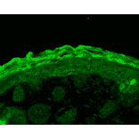 Immunohistochemistry - Anti-Calnexin Antibody (A305097) - Antibodies.com