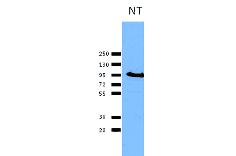 Western Blot - Anti-Calnexin Antibody (A305097) - Antibodies.com
