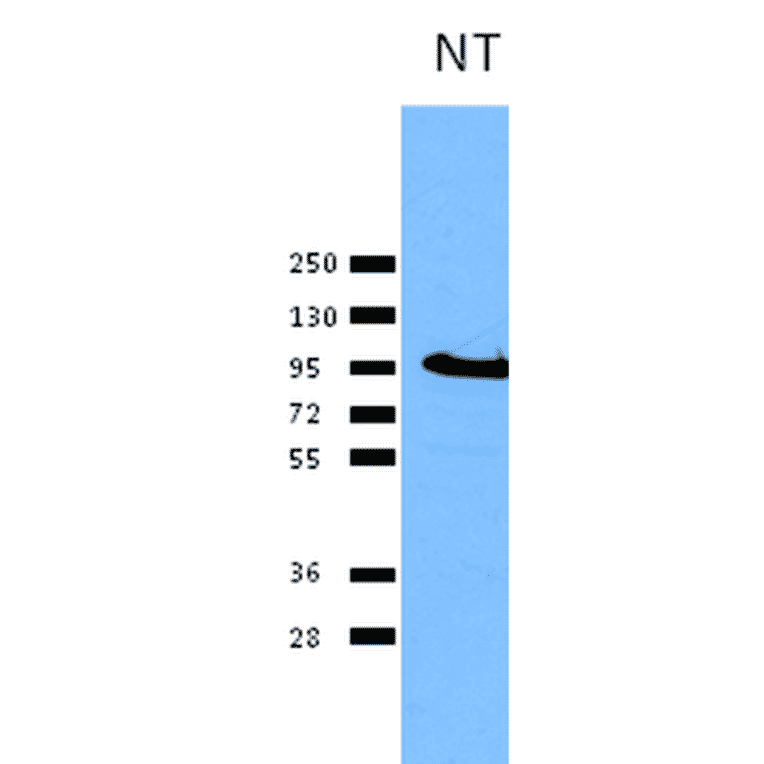 Western Blot - Anti-Calnexin Antibody (A305097) - Antibodies.com