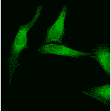 Immunocytochemistry/Immunofluorescence - Anti-Calnexin Antibody (A305097) - Antibodies.com