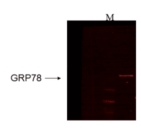 Western Blot - Anti-GRP78 Antibody [6H4-2G7] (A305098) - Antibodies.com