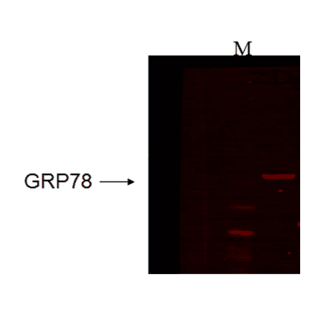 Western Blot - Anti-GRP78 Antibody [6H4-2G7] (A305098) - Antibodies.com